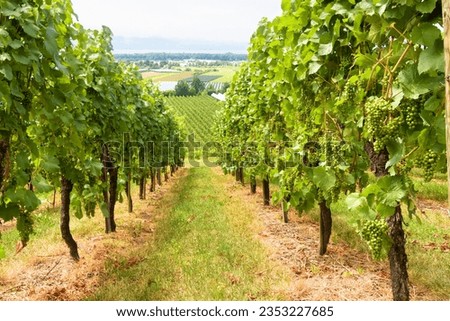Vineyard rows overlooking grape field, wine farm in valley. Green vine plantation in summer. Concept of viticulture, winery, winemaking and tourism. Perspective view of grapevine plants in vineyard.