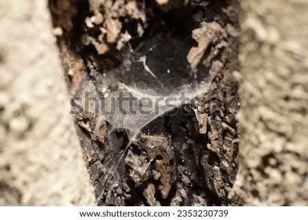 Close-up detailed macro photo of a spider web