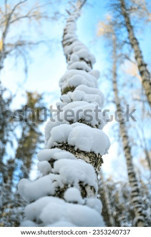the trunk of the tree is covered with snow, the trunk goes up the view from below. the trunk stretches to the sky