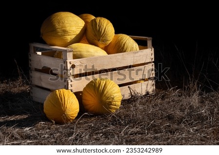  In the box are freshly harvested honeydew melons. The crate stands on dry grass against a dark background.