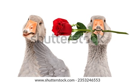 Goose giving a rose to a shy goose isolated on white background