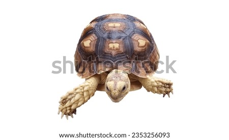turtiose sucata walking isolated picture on white background
