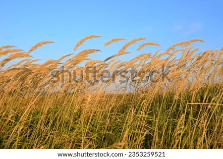 dry grass on the field with blue sky on background copy space