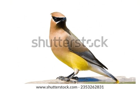 Cedar Waxwing: Sleek brown bird with a crest and yellow tips on its tail feathers. Royalty-Free Stock Photo #2353262831