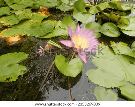 Pink lotus flower in the pond background photography