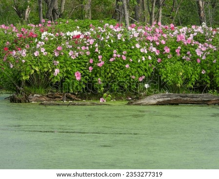 Hibiscus moscheutos (Swamp Rose Mallow) Native North American Wetland Wildflower