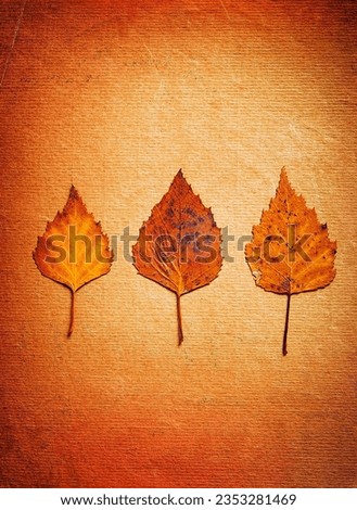 Vignetting Photo of Autumnal Leaves on the Old Paper Background closeup