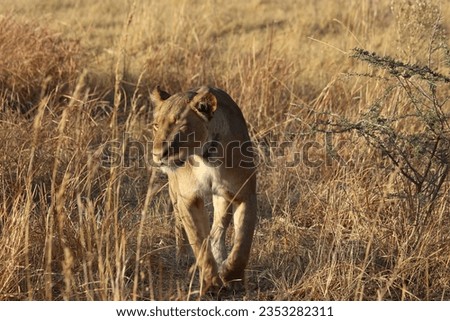 Lioness walking or hunting in the savannah of Moremi Game Reserve
