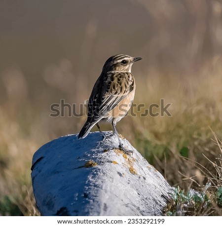 A beautiful sparrow perched on a rock in the picture