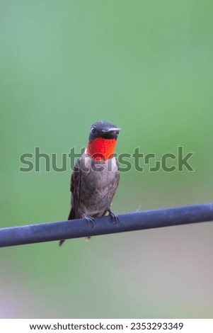 Humming Bird on a perch