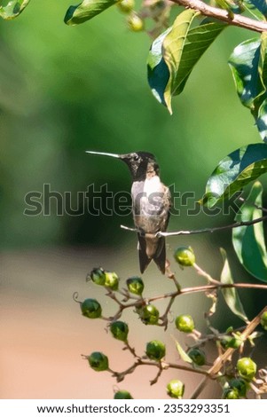 Humming Bird on a perch