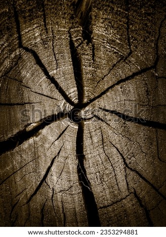 Vignetting Photo of Cracked Stump of the Tree closeup