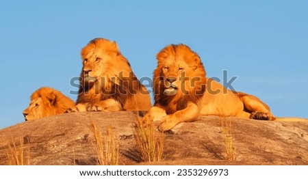 This wonderful picture contains beautiful lions
