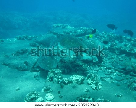 turtle, sea, underwater, animals, fish, maui, hawaii