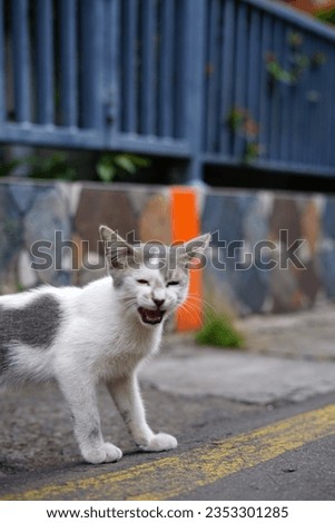 picture of a local gray and white cat walking on the street