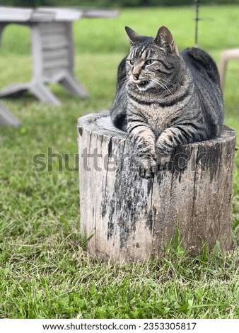 Cute country cat living his best life Royalty-Free Stock Photo #2353305817