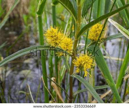 Lysimachia thyrsiflora (Tufted Loosestrife) Native North American Wetland Wildflower