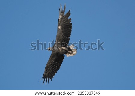 White tailed eagle - haliaeetus albicilla - in flight with spread wings isolated with blue sky in background. Photo from Szczecin lagoon in Poland.