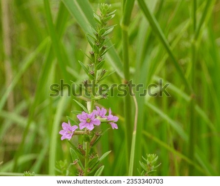 Lythrum alatum (Winged Loosestrife) Native North American Wetland Wildflower