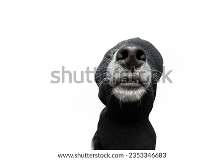 Funny puppy dog celebrating halloween, carnival or new year wearing a balaclava dressed as a crminal or robber. Isolated on white background