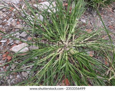 photo of Bone grass or sambau is This plant belongs to the Poaceae tribe, namely the grass tribe. The scientific name of grass bones is Eleusine indica Gaertn.