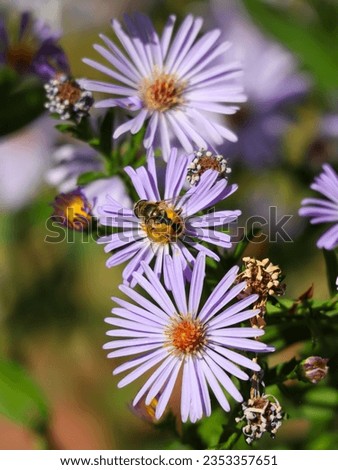 Eristalis arbustorum and European Michaelmas-daisy 💮 Royalty-Free Stock Photo #2353357651