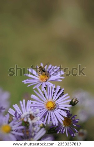 Eristalis arbustorum and European Michaelmas-daisy 💮 Royalty-Free Stock Photo #2353357819