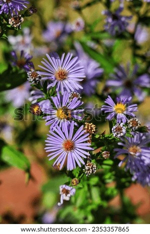 Eristalis arbustorum and European Michaelmas-daisy 💮 Royalty-Free Stock Photo #2353357865