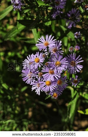 Beautiful European Michaelmas-daisy in the garden 💮 Royalty-Free Stock Photo #2353358081