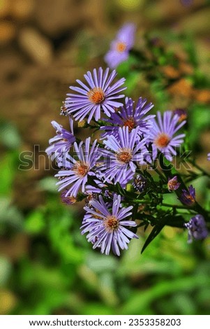 Beautiful European Michaelmas-daisy in the garden 💮 Royalty-Free Stock Photo #2353358203