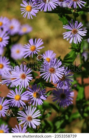 Beautiful European Michaelmas-daisy in the garden 💮 Royalty-Free Stock Photo #2353358739