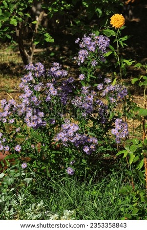 Beautiful European Michaelmas-daisy in the garden 💮 Royalty-Free Stock Photo #2353358843