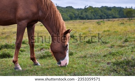 Image of semi-wild pony grazing in the New Ferest, Hampshire, England