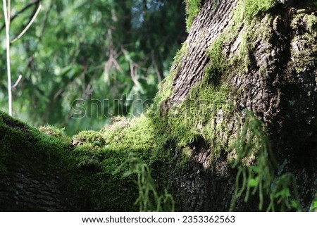 close-up of moss, Forest landscape with stones covered green moss. Beautiful nature background. Moss detail close up, soft focus Royalty-Free Stock Photo #2353362563