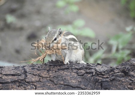 Indian Palm Squirrel or Three striped Indian, Pakistani, Srilankan, Asian palm squirrel in House garden searching for food grains and eating. Squirrel on green grass background
