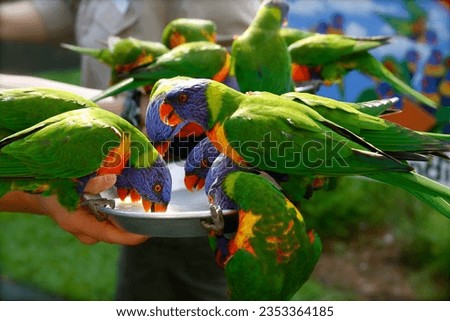 View of Lorikeets at the Currumbin Wildlife Sanctuary in Gold Coast Australia.  Royalty-Free Stock Photo #2353364185