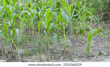 a corn plantation with stunted growth in the village of Masolo Pinrang, hit by a long drought due to the prolonged dry season, Asia Indonesia Royalty-Free Stock Photo #2353368229