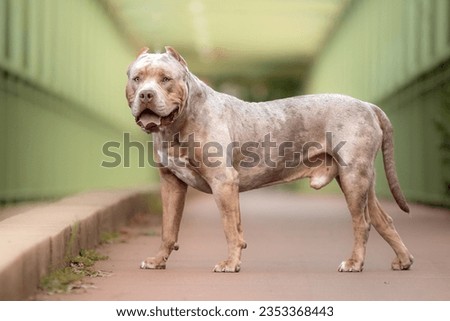 An american bully XL dog in nature