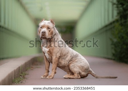 An american bully XL dog in nature Royalty-Free Stock Photo #2353368451