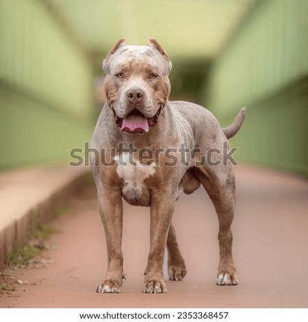An american bully XL dog in nature Royalty-Free Stock Photo #2353368457