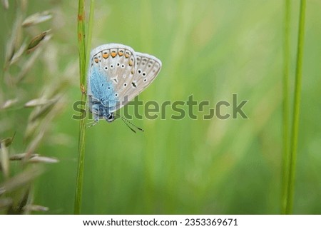 Polyommatus icarus. Blue butterfly. Grass. Green background. Macro photography. Butterfly photography. 