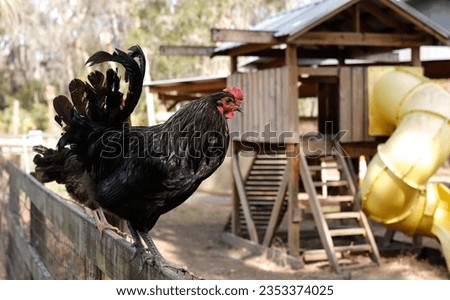 Free cage hen, happy and healthy chicken sitting on the fence in outdoor farm.. An eco-friendly or organic farm. Royalty-Free Stock Photo #2353374025