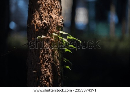 Bark of tree at the dark forest at night. Long exposure photo of tree bark. Selective focus