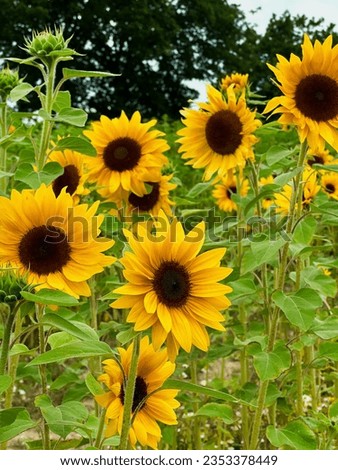 A field full of sunflowers