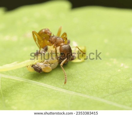 ant eating lice leaf close up