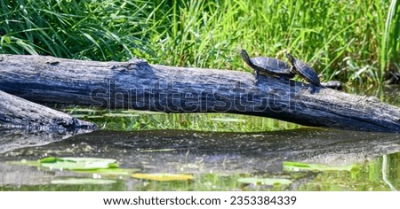 wild turtles on the log over the water along the riverbank