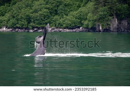 Whale tail in Kenai Fjords National Park in Alaska Royalty-Free Stock Photo #2353392185