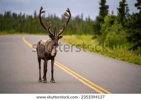 Reindeer in Denali National Park Alaska Royalty-Free Stock Photo #2353394127