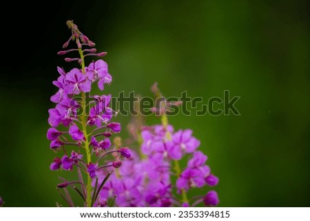 Fireweed flowers in Alaska USA Royalty-Free Stock Photo #2353394815