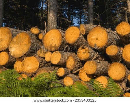 Llumberjack chopped the tree trunks for firewood with an axe. The texture of cut wood. Hiking fuel fuel for camping. Natural chopped wood. High quality photo